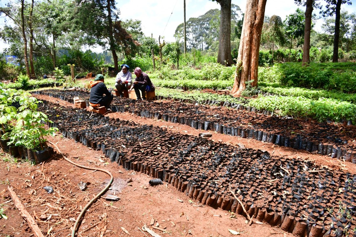 Climate Worx Initiative Boosts Tree Nursery Expansion in Nairobi County's 11 Sub-Counties - Dr. Raymond Omollo